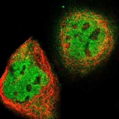 Immunocytochemistry/Immunofluorescence: CIAO1 Antibody [NBP1-84474] - Immunofluorescent staining of human cell line A-431 shows localization to nucleoplasm & cytosol.