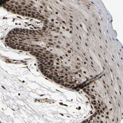 Immunohistochemistry-Paraffin: CIAO1 Antibody [NBP1-84474] - Staining of human oral mucosa shows nuclear positivity in squamous epithelial cells.