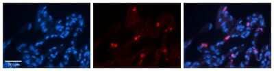 Immunohistochemistry-Paraffin: CIAO1 Antibody [NBP2-84682] - Rabbit Anti-CIAO1 Antibody. Formalin Fixed Paraffin Embedded Tissue: Human Lung Tissue. Observed Staining: Cytoplasmic in alveolar type I cells. Primary Antibody Concentration: 1:100. Other Working Concentrations: 1/600. Secondary Antibody: Donkey anti-Ra