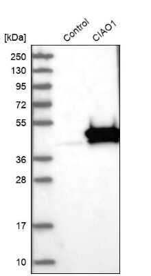 Western Blot: CIAO1 Antibody [NBP1-84474] - Analysis in control (vector only transfected HEK293T lysate) and CIAO1 over-expression lysate (Co-expressed with a C-terminal myc-DDK tag (3.1 kDa) in mammalian HEK293T cells).