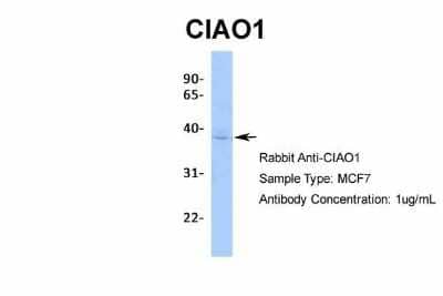 Western Blot: CIAO1 Antibody [NBP2-84682] - Host: Rabbit. Target Name: CIAO1. Sample Type: MCF7. Antibody Dilution: 1.0ug/mlCIAO1 is supported by BioGPS gene expression data to be expressed in MCF7