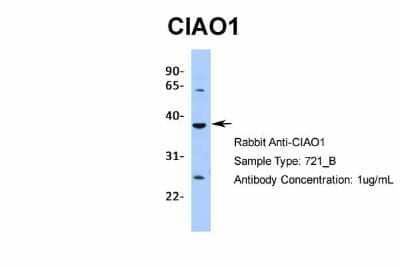 Western Blot: CIAO1 Antibody [NBP2-84682] - Host: Rabbit. Target Name: CIAO1. Sample Type: 721_B. Antibody Dilution: 1.0ug/mlCIAO1 is supported by BioGPS gene expression data to be expressed in 721_B