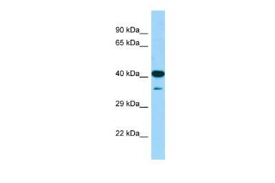 Western Blot: CIAO1 Antibody [NBP2-84683] - WB Suggested Anti-Ciao1 Antibody. Titration: 1.0 ug/ml. Positive Control: Mouse Stomach