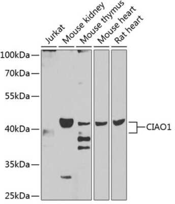 Western Blot: CIAO1 Antibody [NBP2-92804] - Analysis of extracts of various cell lines, using CIAO1 .Exposure time: 90s.