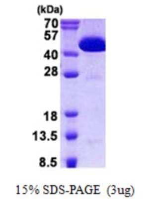 SDS-Page: CIAO1 Protein [NBP2-22986]