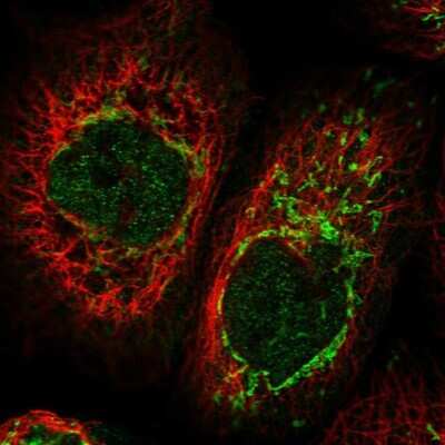 Immunocytochemistry/ Immunofluorescence CIAPIN1 Antibody - BSA Free