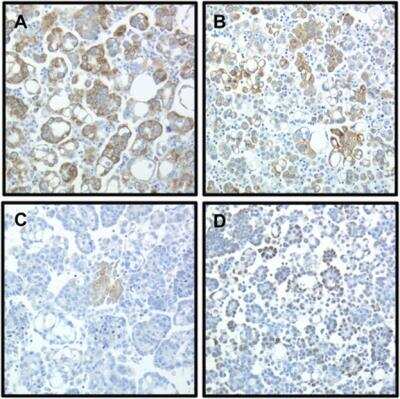 Immunohistochemistry CIAPIN1 Antibody - BSA Free