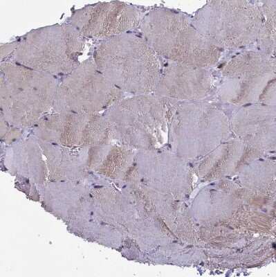 Immunohistochemistry-Paraffin CIAPIN1 Antibody - BSA Free