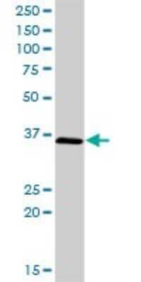 Western Blot: CIAPIN1 Antibody [H00057019-D01P] - Analysis of CIAPIN1 expression in mouse testis.