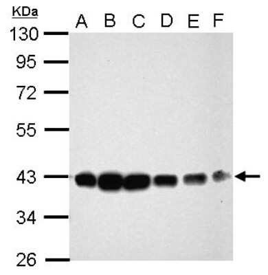 Western Blot CIAPIN1 Antibody - BSA Free