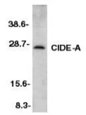 Western Blot CIDEA Antibody - BSA Free