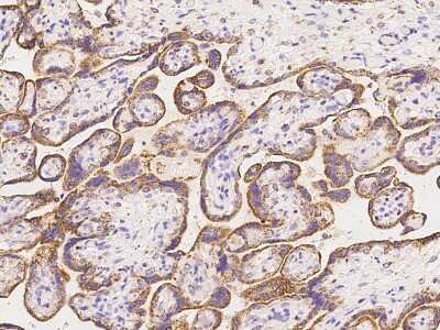 Immunohistochemistry-Paraffin: CIDEB Antibody [NBP2-97721] - Immunochemical staining of human CIDEB in human placenta with rabbit polyclonal antibody at 1:100 dilution, formalin-fixed paraffin embedded sections.