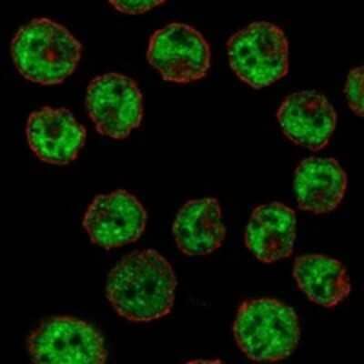 Immunocytochemistry/Immunofluorescence: CIITA Antibody [NBP3-17818] - Staining of human cell line HEL shows localization to nucleoplasm & cytosol.