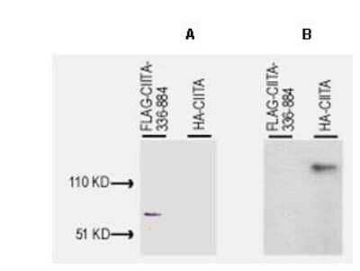 Western Blot: CIITA Antibody [NBP1-77806] - Lysates of Cos-7 cells after transient transfection, separately, with pcDNA3-FLAG-CIITA-336-884 and pcDNA3-HA-CIITA.