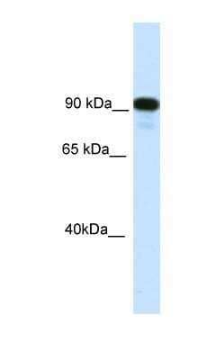 Western Blot: CIITA Antibody [NBP1-91543] - NIH-3T3 cells lysate, concentration 0.125ug/ml.