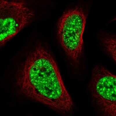 Immunocytochemistry/ Immunofluorescence CIP29 Antibody - BSA Free