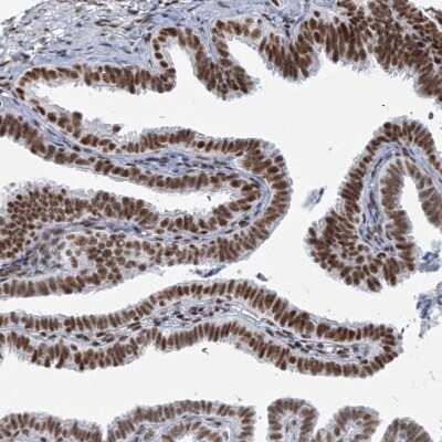 Immunohistochemistry-Paraffin: CIP29 Antibody [NBP1-91788] - Staining of human fallopian tube shows strong nuclear positivity in glandular cells.