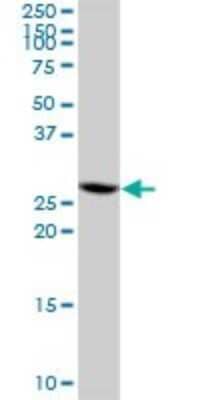 Western Blot: CIP29 Antibody [H00084324-B01P] - Analysis of CIP29 expression in Jurkat.