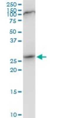 Western Blot: CIP29 Antibody [H00084324-B01P] - Analysis of CIP29 expression in NIH/3T3.
