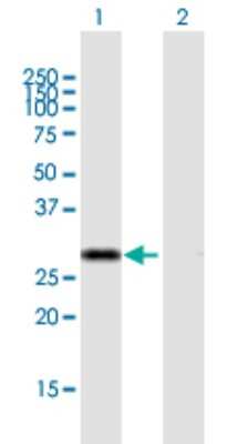 Western Blot: CIP29 Antibody [H00084324-B01P] - Analysis of CIP29 expression in transfected 293T cell line by CIP29 polyclonal antibody.  Lane 1: CIP29 transfected lysate(23.1 KDa). Lane 2: Non-transfected lysate.