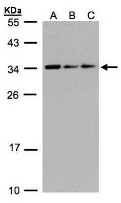Western Blot: CIP29 Antibody [NBP1-32511] - Sample(30 ug whole cell lysate)A:293TB:A431 C:H129912% SDS PAGE, antibody diluted at 1:1000.