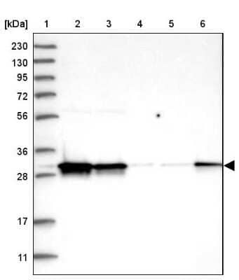 Western Blot CIP29 Antibody - BSA Free