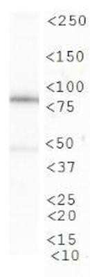 Western Blot: CIP2A Antibody (2G10) - Azide and BSA Free [NBP2-80670] - Analysis of CIP2A in NIH/3T3 cell lysate. Image from the standard format of this antibody.