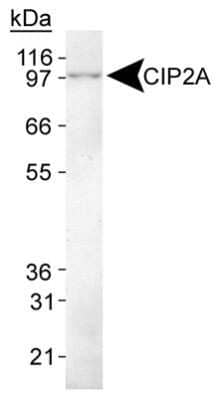 Western Blot: CIP2A Antibody (2G10) - Azide and BSA Free [NBP2-80670] - Detection of CIP2A in HeLa whole cell lysate. Image from the standard format of this antibody.