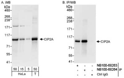 <b>Independent Antibodies Validation and Biological Strategies Validation.</b>Western Blot: CIP2A Antibody [NB100-68264] - Detection of Human CIP2A on HeLa whole cell lysate using NB100-68264. CIP2A was also immunoprecipitated by rabbit anti-CIP2A antibody NB100-68263.