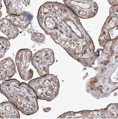 Immunohistochemistry-Paraffin CIPAR-1 Antibody