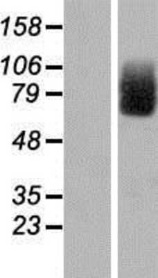 Western Blot: CIRH1A Overexpression Lysate (Adult Normal) [NBP2-05966] Left-Empty vector transfected control cell lysate (HEK293 cell lysate); Right -Over-expression Lysate for CIRH1A.