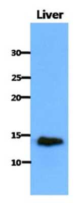 Western Blot: CISD1 Antibody (1A8) [NBP2-22567] - The extract of Mouse liver (40ug) were resolved by SDS-PAGE, transferred to PVDF membrane and probed with anti-human CISD1 antibody (1:1000). Proteins were visualized using a goat anti-mouse secondary antibody.