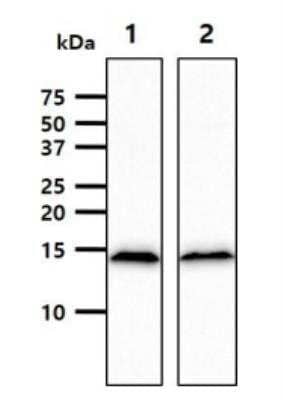 Western Blot: CISD1 Antibody (1A8) [NBP2-22567] - The cell lysates (40ug) were resolved by SDS-PAGE,transferred to PVDF membrane and probed with anti-humanCISD1 antibody (1:1000). Proteins were visualized using agoat anti-mouse secondary antibody conjugated to HRP andan ECL detection system.Lane 1.: K562 cell lysateLane 2.: MCF7 cell lysat