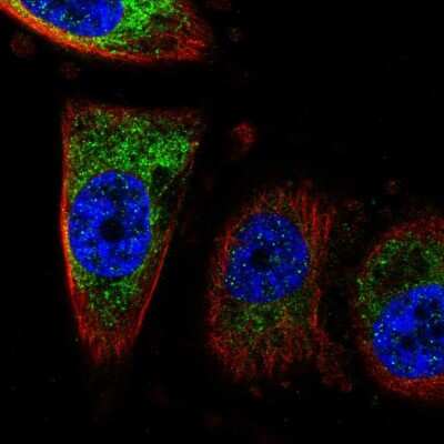 Immunocytochemistry/Immunofluorescence: CISD1 Antibody [NBP2-57632] - Staining of human cell line PC-3 shows localization to mitochondria. Antibody staining is shown in green.