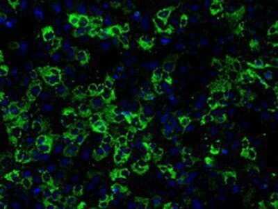 Immunocytochemistry/Immunofluorescence: CISD1 Antibody (OTI4G3) - Azide and BSA Free [NBP2-72026] - Staining of COS7 cells transiently transfected by pCMV6-ENTRY CISD1.