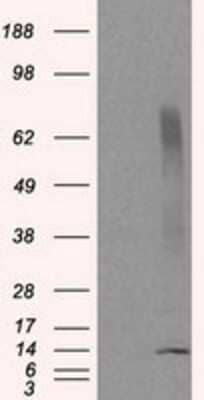 Western Blot: CISD1 Antibody (OTI4G3) - Azide and BSA Free [NBP2-72026] - HEK293T cells were transfected with the pCMV6-ENTRY control (Left lane) or pCMV6-ENTRY CISD1 (Right lane) cDNA for 48 hrs and lysed. Equivalent amounts of cell lysates (5 ug per lane) were separated by SDS-PAGE and immunoblotted with anti-CISD1.