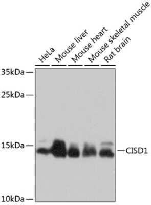 Western Blot: CISD1 Antibody [NBP2-92696] - Analysis of extracts of various cell lines, using CISD1 at 1:1000 dilution.Secondary antibody: HRP Goat Anti-Rabbit IgG (H+L) at 1:10000 dilution.Lysates/proteins: 25ug per lane.Blocking buffer: 3% nonfat dry milk in TBST.Detection: ECL Basic Kit .Exposure time: 10s.