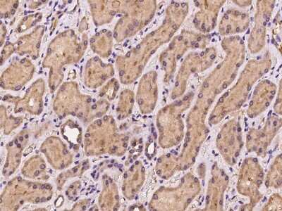 Immunohistochemistry-Paraffin: CISD2 Antibody [NBP2-97235] - Immunochemical staining of human CISD2 in human kidney with rabbit polyclonal antibody at 1:100 dilution, formalin-fixed paraffin embedded sections.