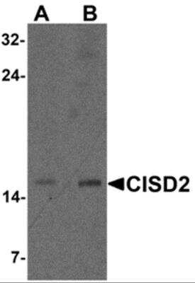 Western Blot: CISD2 Antibody [NBP2-81907] - Analysis of CISD2 in rat brain tissue lysate with CISD2 antibody at (A) 1 and (B) 2 ug/ml.