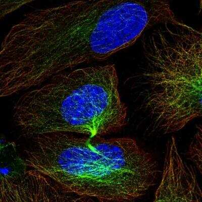 Immunocytochemistry/Immunofluorescence: CISH/CIS-1 Antibody [NBP2-38474] - Staining of human cell line U-2 OS shows localization to microtubules & cytokinetic bridge. Antibody staining is shown in green.