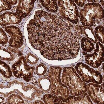 Immunohistochemistry-Paraffin: CISH/CIS-1 Antibody [NBP2-38474] - Staining of human kidney shows strong cytoplasmic positivity in cells in tubules and cells in glomeruli.