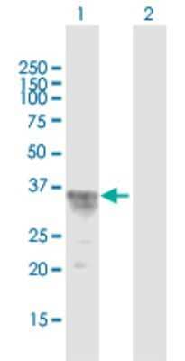 Western Blot: CISH/CIS-1 Antibody [H00001154-B01P] - Analysis of CISH expression in transfected 293T cell line by CISH polyclonal antibody.  Lane 1: CISH transfected lysate(28.38 KDa). Lane 2: Non-transfected lysate.