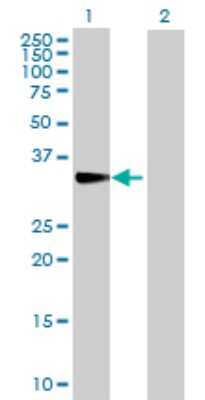 Western Blot: CISH/CIS-1 Antibody [H00001154-D01P] - Analysis of CISH expression in transfected 293T cell line by CISH polyclonal antibody.Lane 1: CISH transfected lysate(28.70 KDa).Lane 2: Non-transfected lysate.