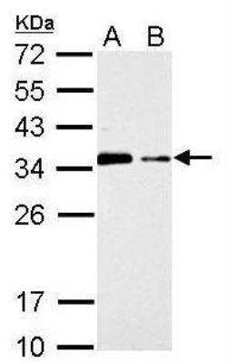 Western Blot: CISH/CIS-1 Antibody [NBP1-30943] - A. 30 ug PC-12 whole cell lysate/extract B. 30 ug Rat2 whole cell lysate/extract 12 % SDS-PAGE