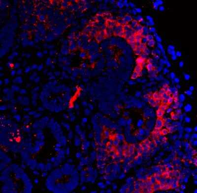 Immunohistochemistry-Paraffin: CITED1 Antibody (5H6) [H00004435-M03] - Analysis of CITED1 on paraffin embedded human fetal renal tissue. Image from verified customer review.