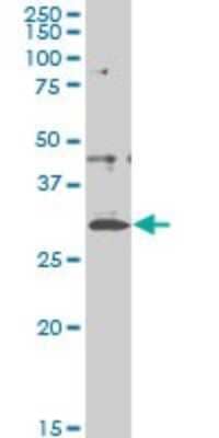 Western Blot: CITED1 Antibody (5H6) [H00004435-M03] - Analysis of CITED1 expression in A-431 (Cat # L015V1).