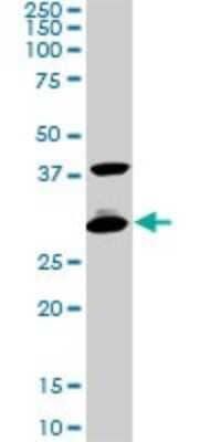 Western Blot: CITED1 Antibody (6C8) [H00004435-M05] - Analysis of CITED1 expression in PC-12 (Cat # L012V1).