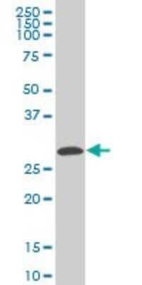 Western Blot: CITED1 Antibody (6C8) [H00004435-M05] - Analysis of CITED1 expression in A-431 (Cat # L015V1).