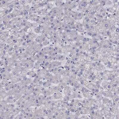 Immunohistochemistry-Paraffin CITED1 Antibody - BSA Free