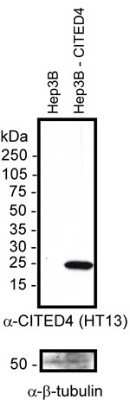 Western Blot: CITED4 Antibody (HT13-2D6.3) - Azide and BSA Free [NBP2-80672] - Detection of human CITED4 in 20ug of transfected whole cell Hep3B lysate using NB110-415752. Photo courtesy of Dr. DeCaprio, DFCI. Image from the standard format of this antibody.